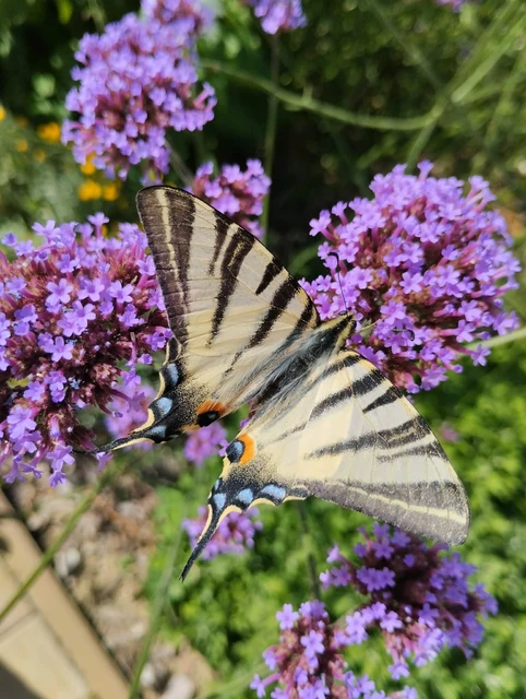 Iphiclides podalirius - kardoslepke