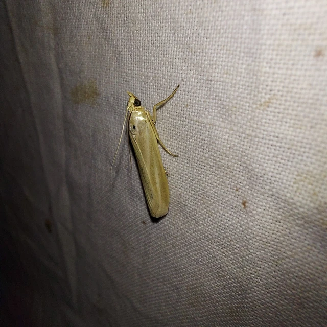 Selagia argyrella - ezüstös karcsúmoly