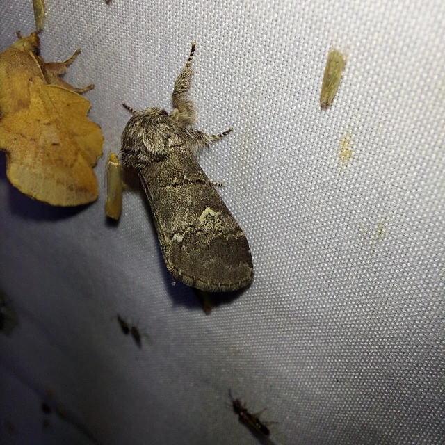 Drymonia querna - tölgyfa-púposszövő