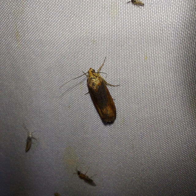Pterothrixidia rufella - vörös karcsúmoly