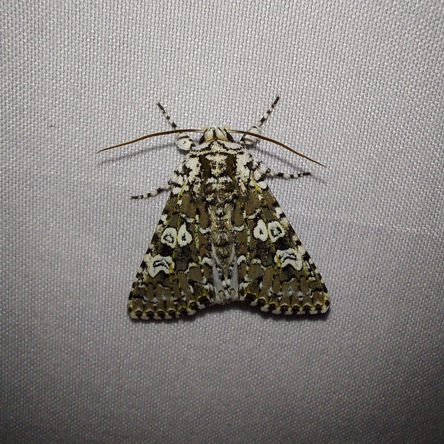 Lamprosticta culta - hármasfoltú bagoly