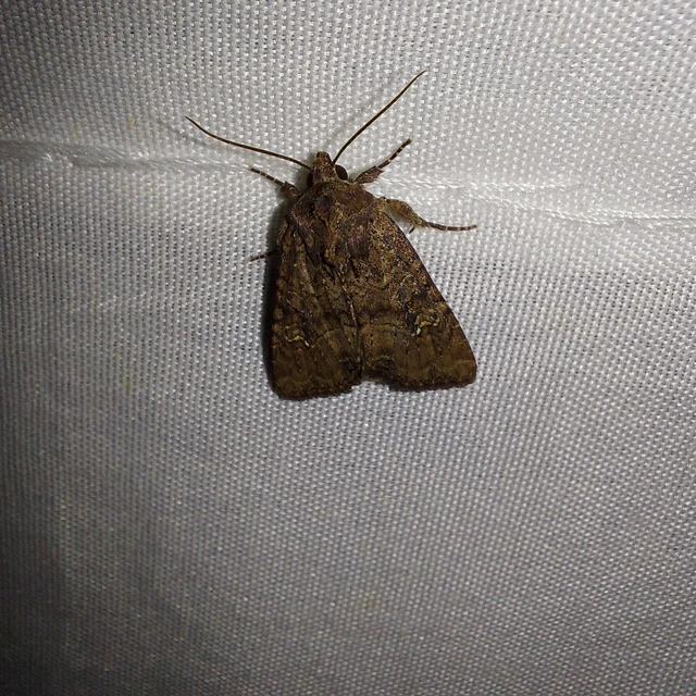 Mesapamea secalella/secalis