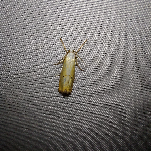 Xanthocrambus saxonellus - sárga fűgyökérmoly
