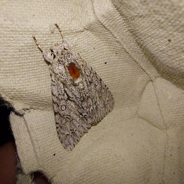 Acronicta aceris - vadgesztenye-szigonyosbagoly