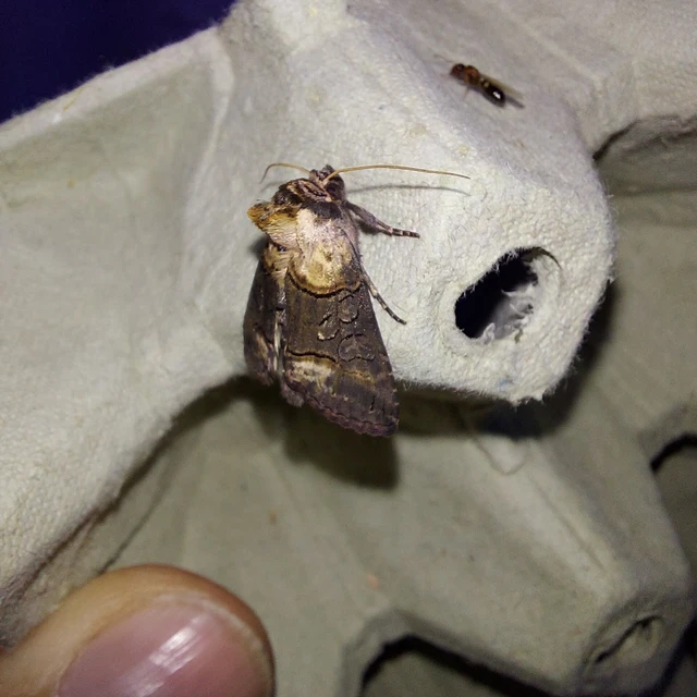 Abrostola