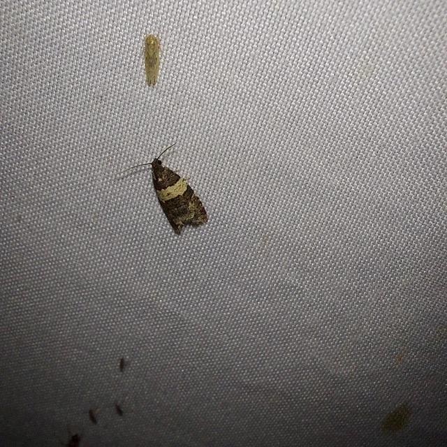 Isotrias hybridana - cifra sodrómoly