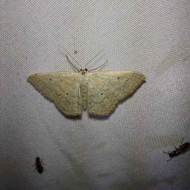 Scopula incanata - hamvas sávosaraszoló