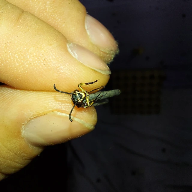 Myrmeleon
