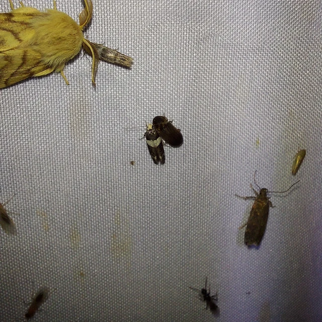 Recurvaria leucatella - nagy vörös-rügysodrómoly
