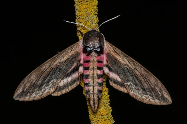 Sphinx ligustri - fagyalszender