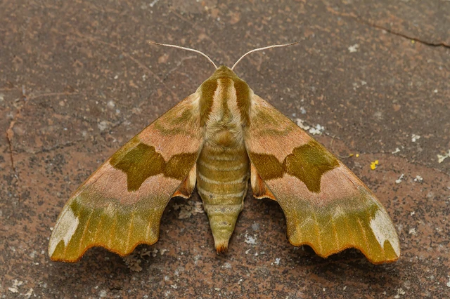 Mimas tiliae - hársfaszender