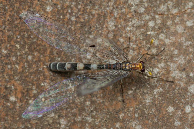 Megistopus flavicornis - kétfoltos hangyaleső