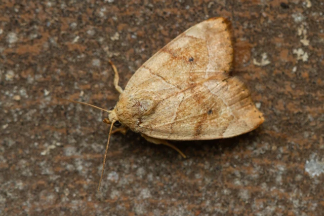 Cosmia trapezina - közönséges lombbagoly