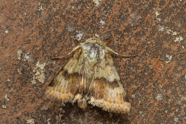 Heliothis viriplaca - mácsonyabagoly