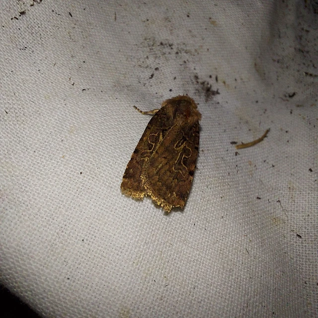 Chersotis rectangula - barna földibagoly