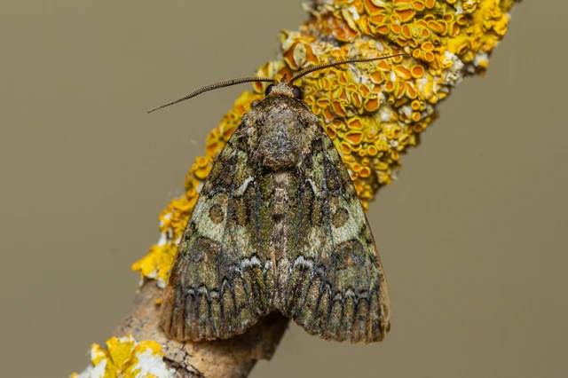 Polyphaenis sericata - selyemfényű erdeibagoly