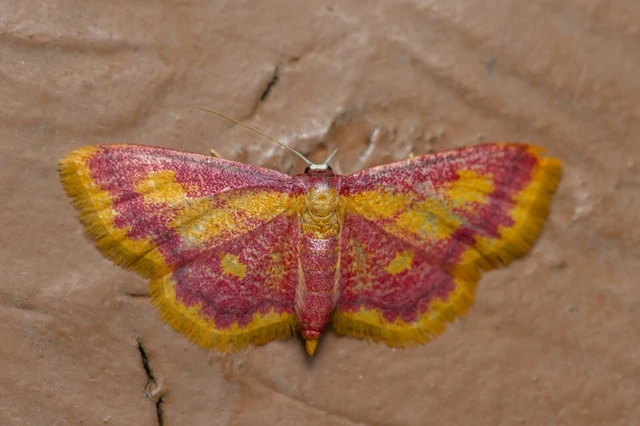 Idaea muricata - mocsári pirosaraszoló