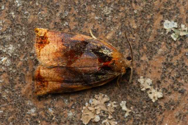Archips podana - dudvarágó sodrómoly