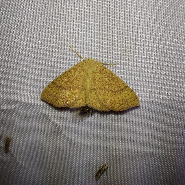 Cyclophora ruficiliaria - vörösrojtú pettyesaraszoló