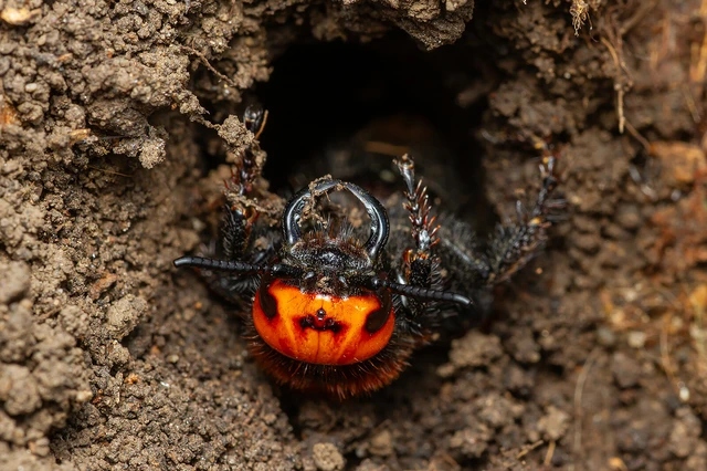 Megascolia maculata - óriás-tőrösdarázs