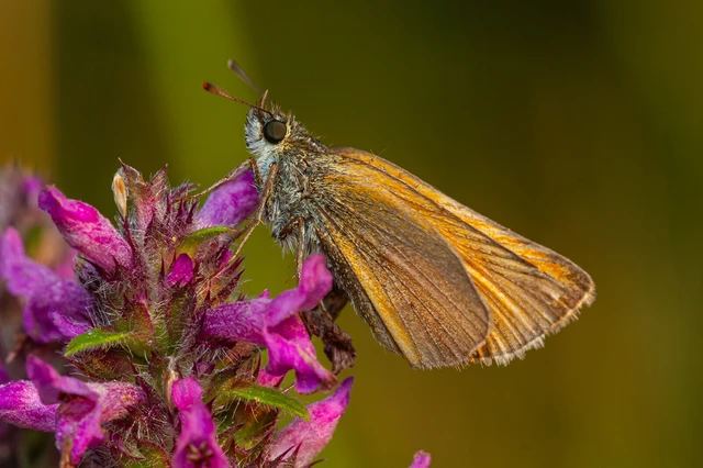 Thymelicus lineola - vonalas busalepke
