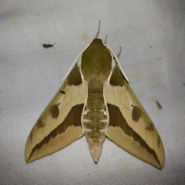 Hyles euphorbiae - kutyatejszender