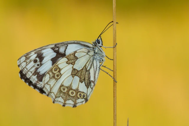 Melanargia galathea - sakktáblalepke