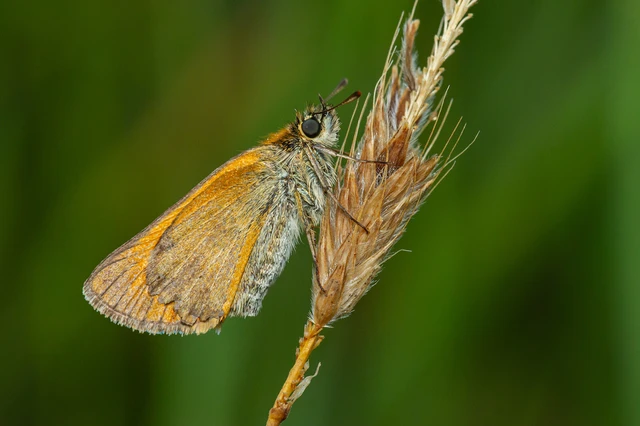 Thymelicus lineola - vonalas busalepke