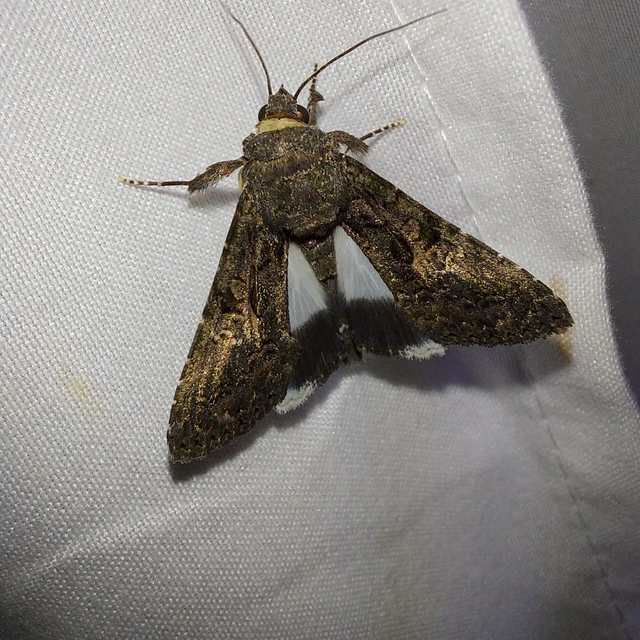 Anophia leucomelas - déli folyófűbagoly