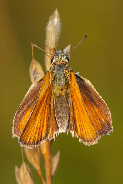 Thymelicus lineola - vonalas busalepke