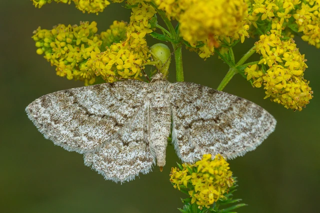 Ectropis crepuscularia - avararaszoló