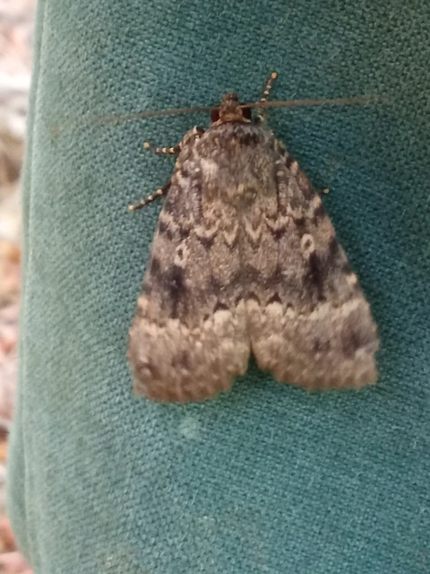 Amphipyra berbera svensoni - rezesszárnyú bagoly