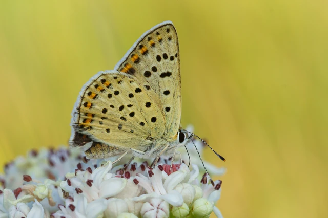 Lycaena tityrus - barna tűzlepke