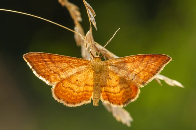 Idaea ochrata - okkerszínű sávosaraszoló