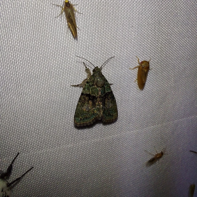 Cryphia algae - sárgászöld zuzmóbagoly