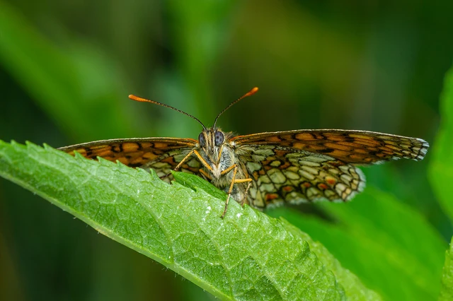 Melitaea athalia - közönséges tarkalepke