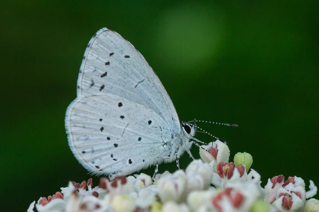 Celastrina argiolus - bengeboglárka