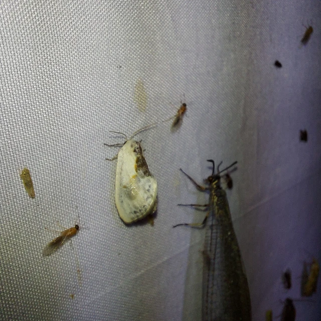 Cilix glaucata - törpe sarlósszövő