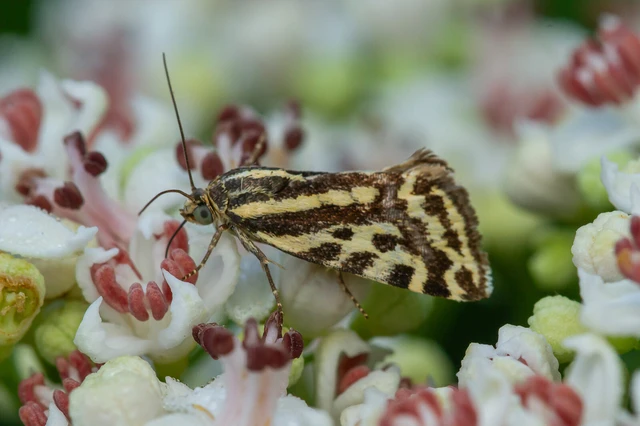 Emmelia trabealis - zebrabagoly