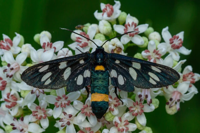 Amata phegea - fehérpettyes álcsüngőlepke