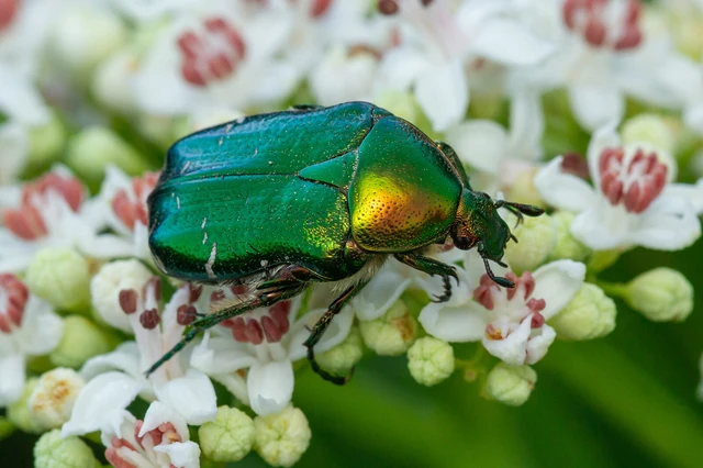 Cetonia aurata - aranyos virágbogár