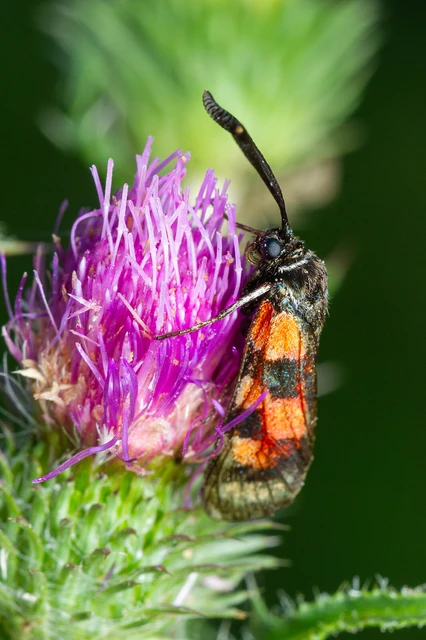 Zygaena carniolica - fehérgyűrűs csüngőlepke