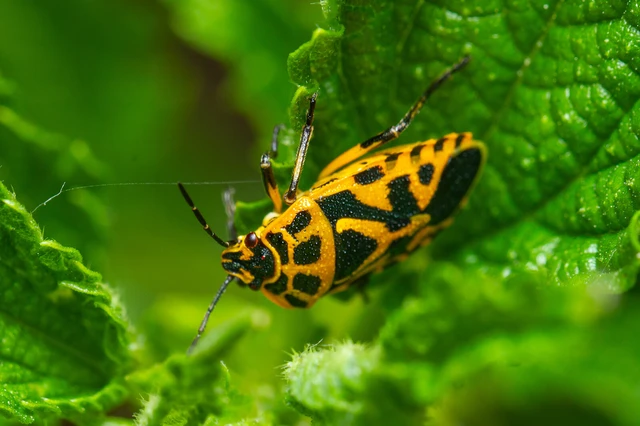Eurydema ventralis - káposztapoloska Eurydema ventralis - káposztapoloska