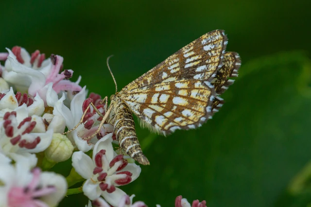 Chiasmia clathrata - rácsos rétiaraszoló