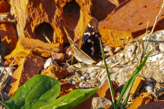 Apatura ilia - kis színjátszólepke