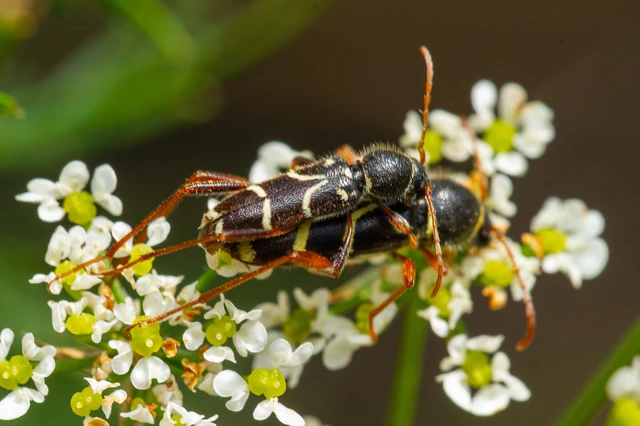 Clytus rhamni - benge-darázscincér