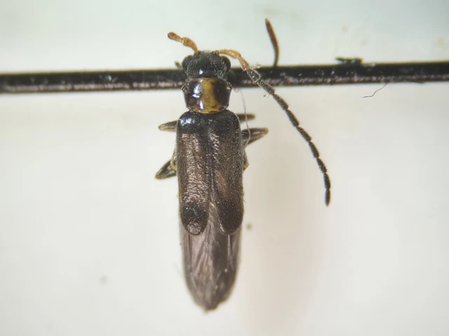 Cantharidae - lágybogárfélék