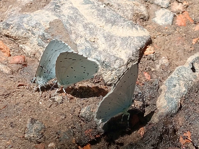 Celastrina argiolus - bengeboglárka