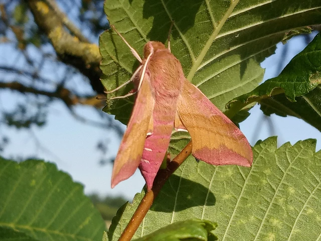 Deilephila porcellus - piros szender