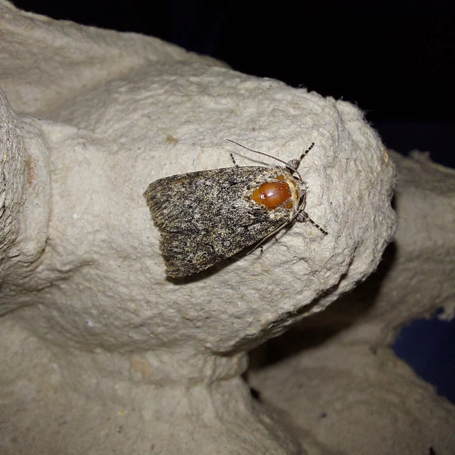 Acronicta euphorbiae - kutyatej-szigonyosbagoly